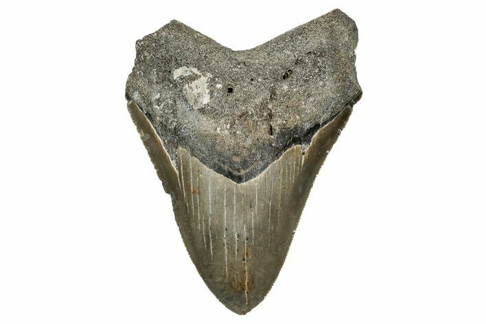 Serrated, Fossil Megalodon Tooth - North Carolina #340873